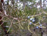 Juniperus virginiana