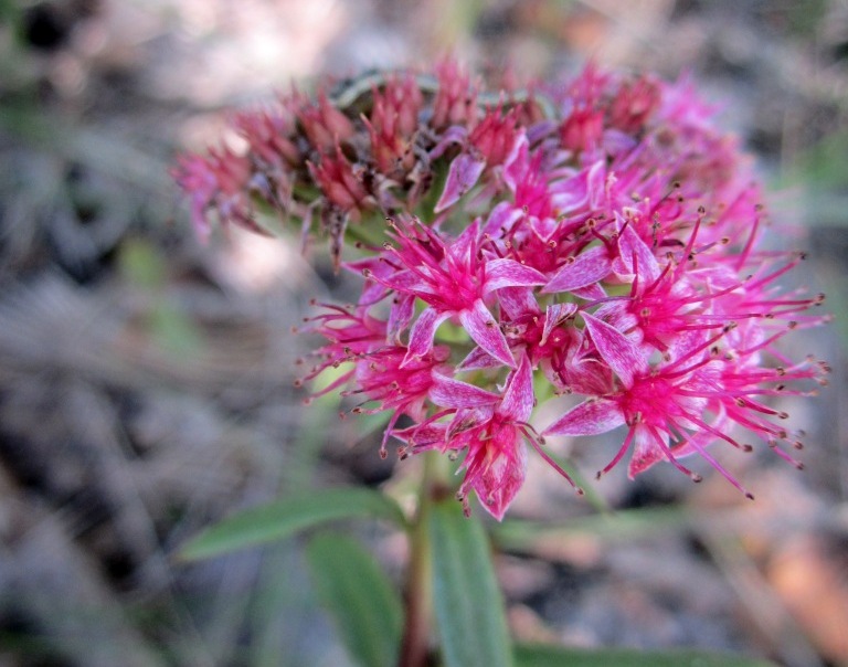 Изображение особи Hylotelephium triphyllum.