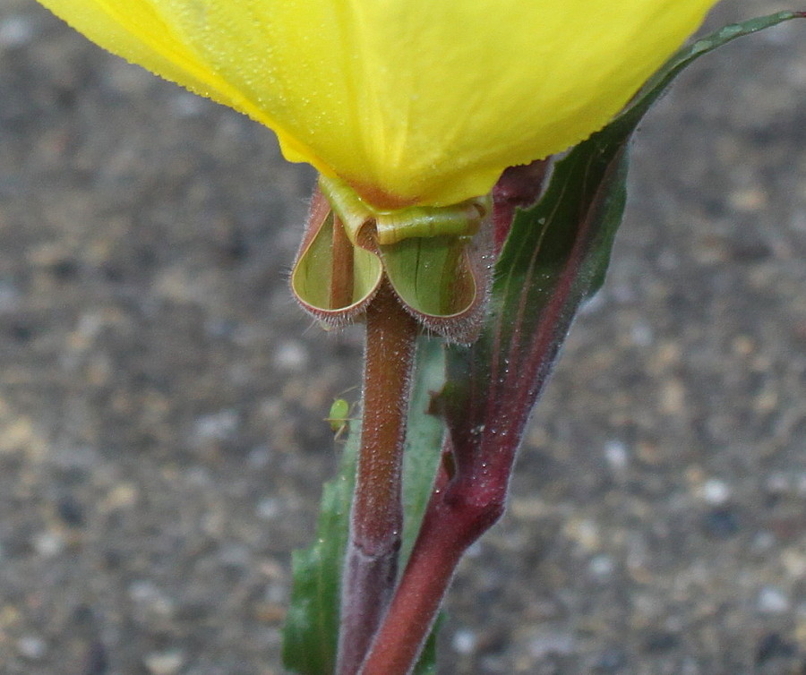 Изображение особи Oenothera argillicola.