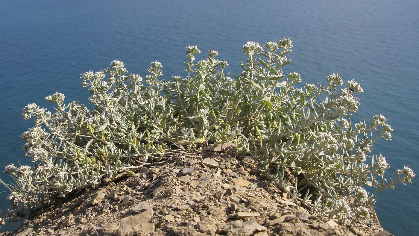 Изображение особи Teucrium capitatum.