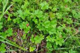 Rubus chamaemorus