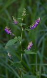 Vicia unijuga