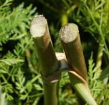 Ferula songarica