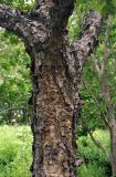 Betula dauurica. Часть ствола. Приморье, окр. пос. Шкотово, опушка лиственного леса. 17.08.2015.