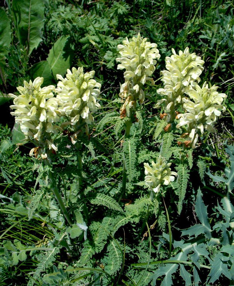 Изображение особи Pedicularis sibthorpii.