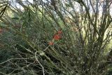 Hakea orthorrhyncha