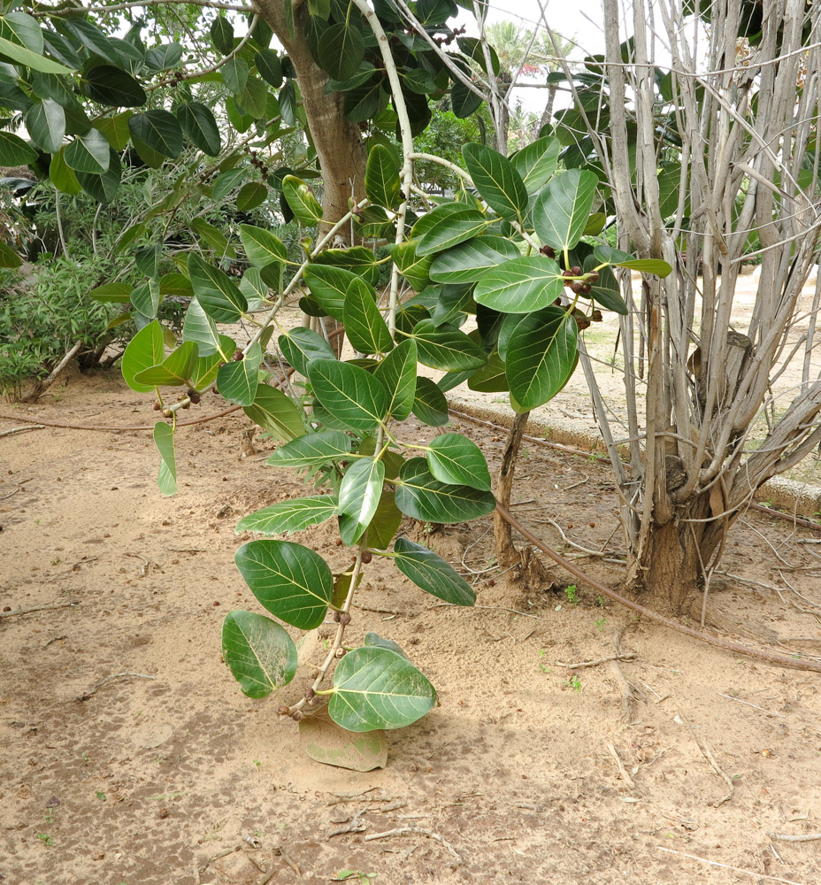 Изображение особи Ficus benghalensis.