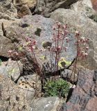 Saxifraga cartilaginea. Цветущее растение. Кабардино-Балкария, Эльбрусский р-н, долина р. Ирик, ок. 2700 м н.у.м. 14.07.2016.