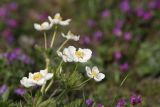 Anemonastrum villosissimum