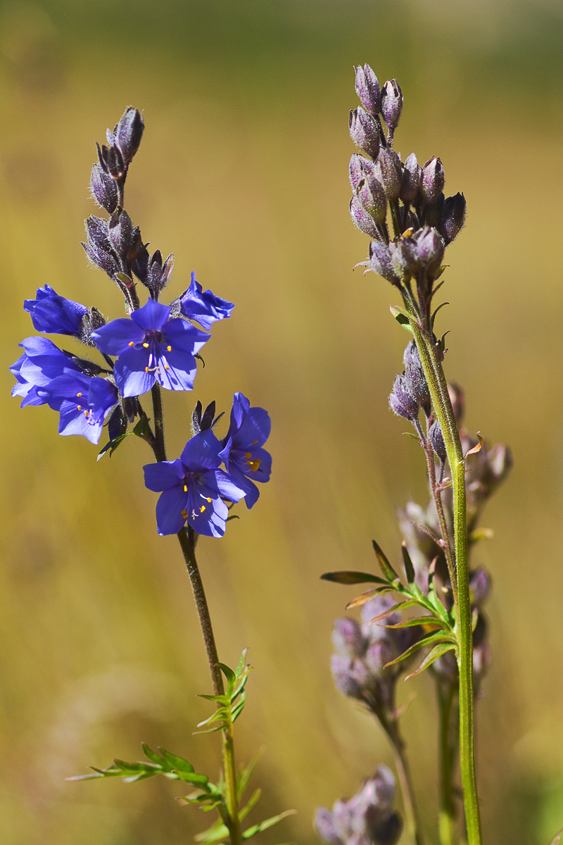 Изображение особи Polemonium caucasicum.