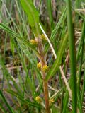 Naumburgia thyrsiflora. Верхушка побега с бутонами в соцветиях. Беларусь, Гродненская обл., Новогрудский р-н, дер. Нёвда, прибрежно-водная зона пруда. 19.05.2016.