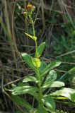 Sonchus arenicola. Верхушка побега с отцветшим и нераскрывшимися соцветиями. Сахалинская обл., Томаринский р-н, окр. м. Старомаячный, подмытый берег в устье р. Чирай при впадении ее в Татарский пролив. 21.08.2016.