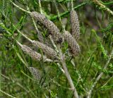 Melaleuca huegelii