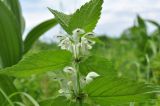 Lamium подвид orientale