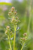 Galium boreale. Верхушки побегов с развивающимися соцветиями. Ленинградская обл., Гатчинский р-н, окр. пос. Пудость, разнотравный луг на месте заброшенного травертинового карьера. 11.06.2017.