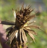 Bidens frondosa