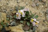 Leiospora subscapigera. Цветущее растение. Таджикистан, Фанские горы, окр. озера Мутное. 2 августа 2017 г.