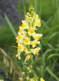 Linaria vulgaris. Соцветие с цветками и незрелыми плодами. Камчатка, г. Елизово, пустырь за стадионом. 17.08.2016.