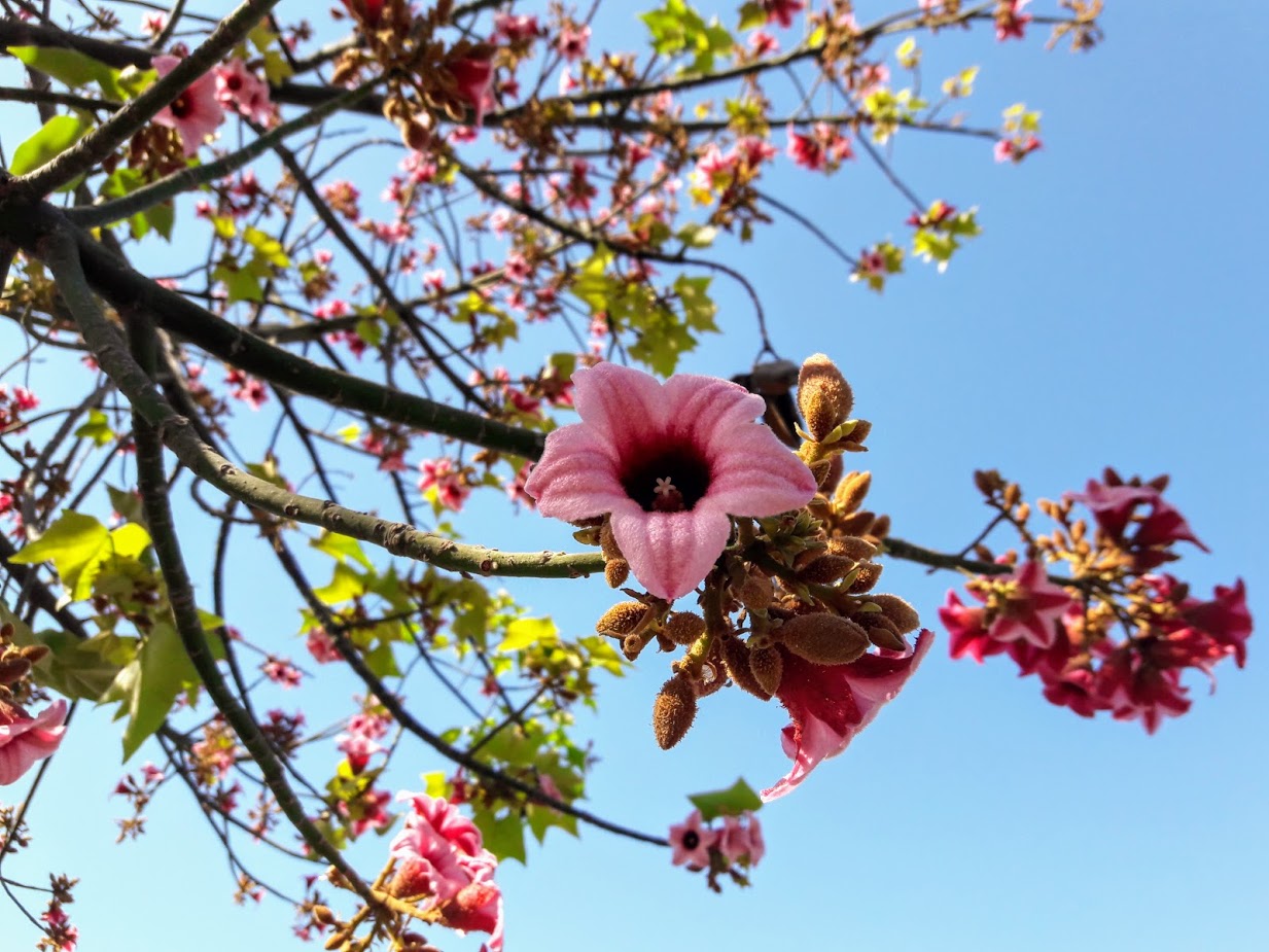 Изображение особи Brachychiton discolor.