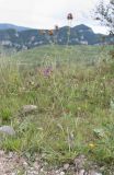 Centaurea apiculata