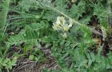 Astragalus resupinatus. Цветущее растение. Грузия, Боржоми-Харагаульский национальный парк, маршрут №1; гребень горного отрога, ≈ 1850 м н.у.м, луг. 25.05.2018.