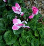 Cyclamen persicum