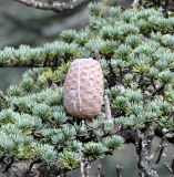 Cedrus libani ssp. brevifolia