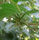 Corylus colurna