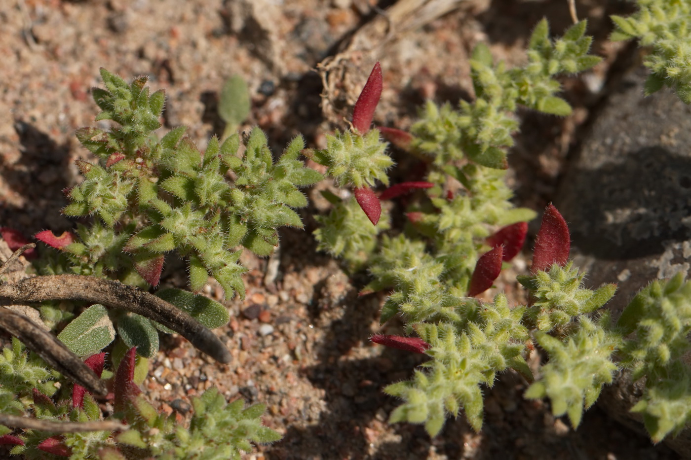 Image of Herniaria cinerea specimen.