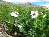 Callianthemum sajanense