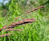 Calamagrostis purpurea