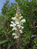 Pedicularis venusta. Соцветие. Магаданская обл., Ольский р-н, Ольское шоссе, разнотравный луг близ дороги. 09.07.2019.