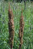 Rumex crispus