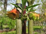 Scrophularia sambucifolia