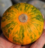 Cucurbita pepo