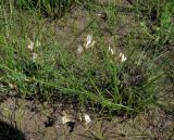 Astragalus palibinii. Группа цветущих растений. Красноярский край, Минусинский р-н, окр. с. Кавказское, заказник \"Кавказский Бор\", долинно-овражистый комплекс р. Диссос, вершина склона правого берега, песчаная степь. 25.05.2020.