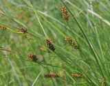 Carex melanostachya