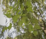 Betula dauurica. Верхушка веточки (видна абаксиальная поверхность листьев). Москва, ГБС РАН, дендрарий. 29.08.2021.