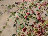 Cotoneaster soongoricus