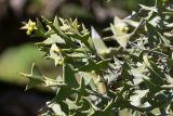 Colletia paradoxa. Верхушки веточек с плодами. Абхазия, г. Сухум, Сухумский ботанический сад, в культуре. 14.05.2021.