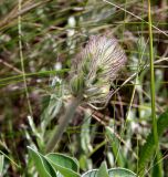 Hedysarum grandiflorum