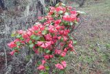 Rhododendron thomsonii