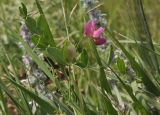 Lathyrus tuberosus. Верхушка цветущего растения. Крым, г. Симферополь, окр. мкр-на Пневматика, степное сообщество. 01.08.2022.