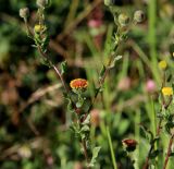 Pulicaria vulgaris