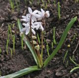 Scilla siberica