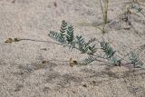 Astragalus olchonensis