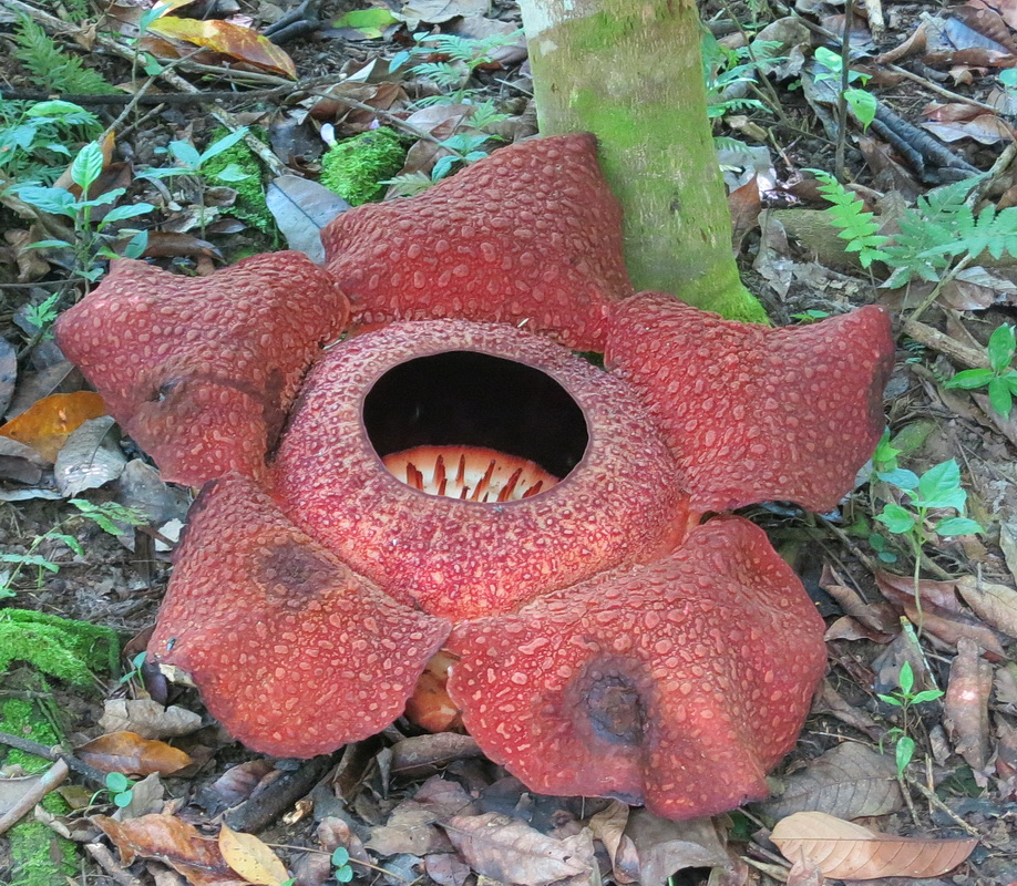 Изображение особи Rafflesia arnoldi.