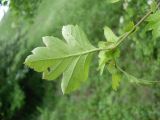 Crataegus monogyna. Верхушка побега; видна обратная сторона листа. Ростовская обл., Персиановская степь, окр. станицы Красюковская, на дне балки. 23 мая 2011 г.