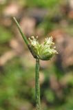 Isolepis setacea. Соцветие. Горный Крым, г. Чёрная. 25 августа 2011 г.