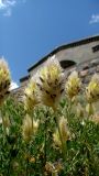 Astragalus lagurus